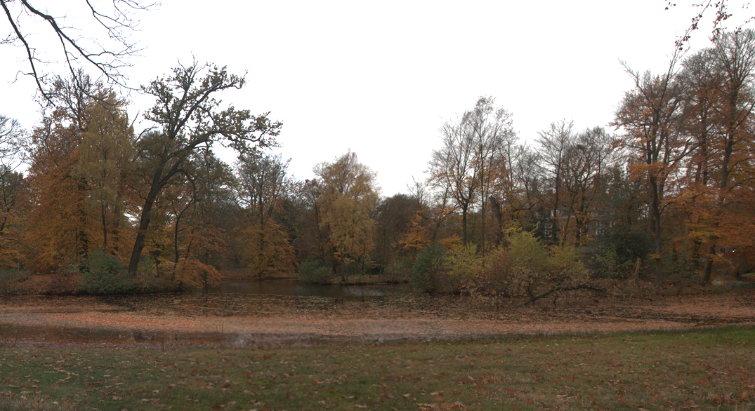 forest